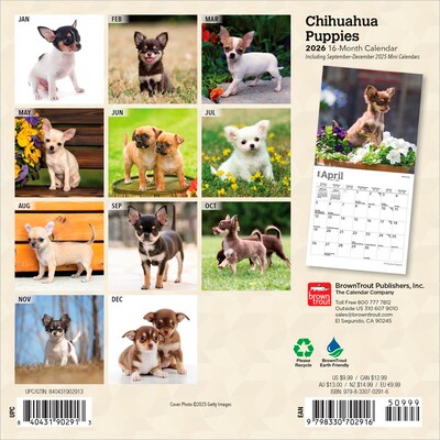 2026 BrownTrout Chihuahua Puppies 7 x 7 Monthly Wall Calendar (9798330702916)