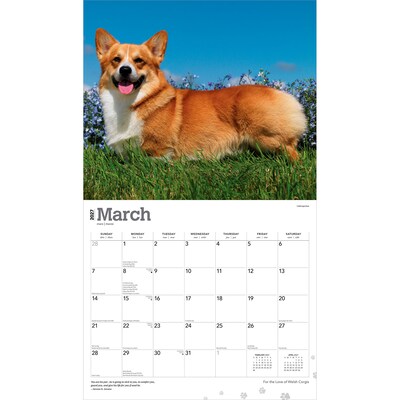 2027 BrownTrout For the Love of Welsh Corgis 14" x 12" Monthly Wall Calendar, Assorted Colors (9798330714698)