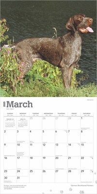 2025 BrownTrout German Shorthaired Pointers 12" x 12" Monthly Square Wall Calendar (9781975477028)