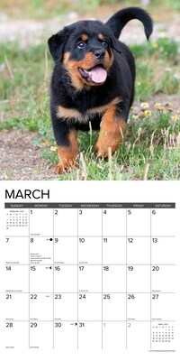 2027 Willow Creek Rottweiler Puppies 12" x 12" Monthly Wall Calendar, Assorted Colors (62098)