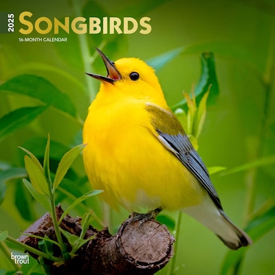 2025 BrownTrout Songbirds 12 x 12 Monthly Square Wall Calendar (9781975477806)