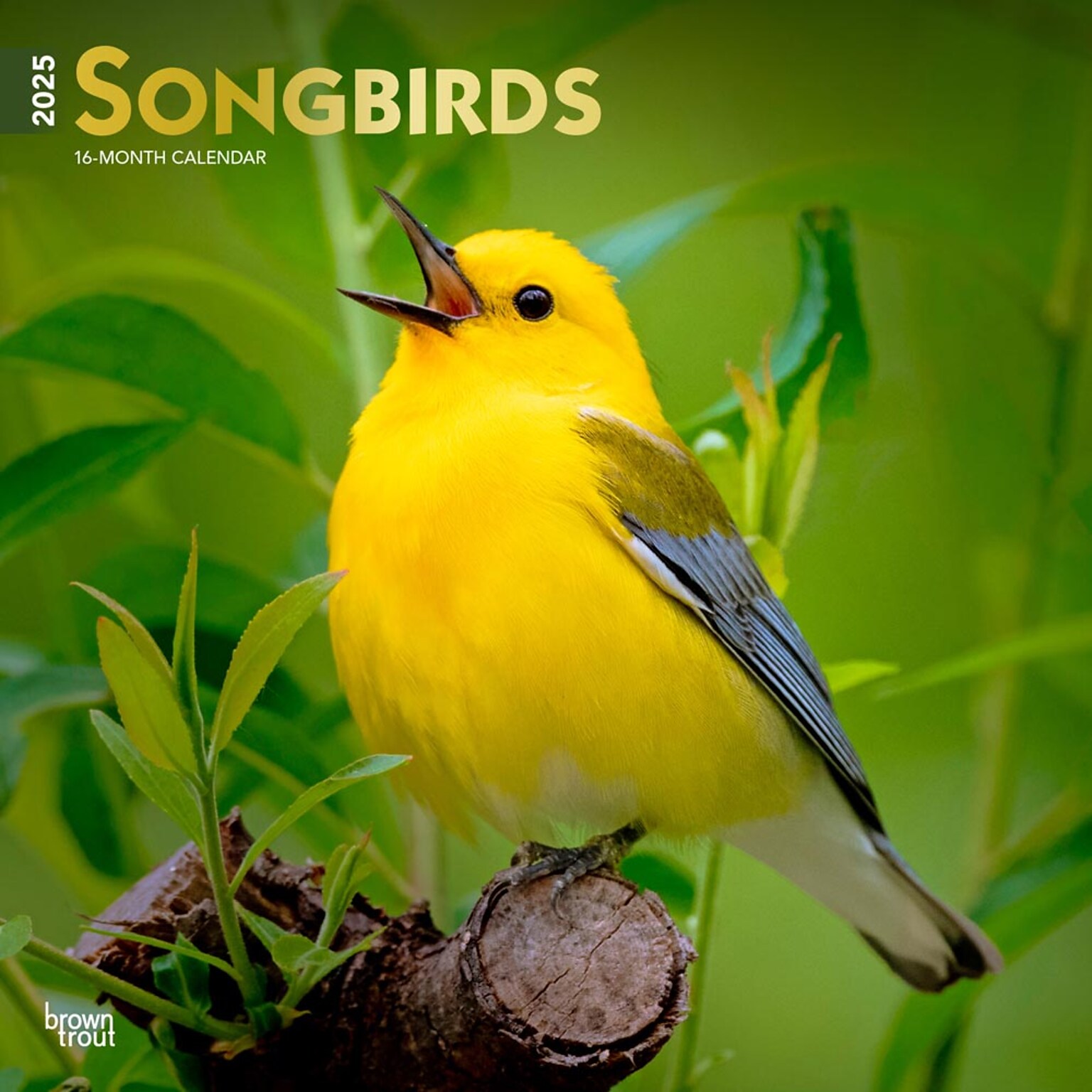 2025 BrownTrout Songbirds 12 x 12 Monthly Square Wall Calendar (9781975477806)
