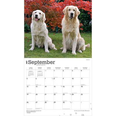 2027 BrownTrout For the Love of Golden Retrievers 14" x 12" Monthly Wall Calendar, Assorted Colors (9798330709267)