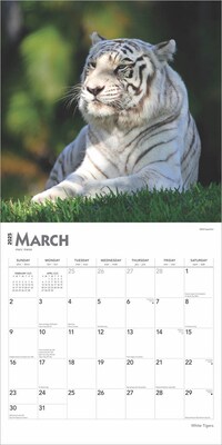 2025 BrownTrout White Tigers 12" x 12" Monthly Square Wall Calendar (9781975475932)