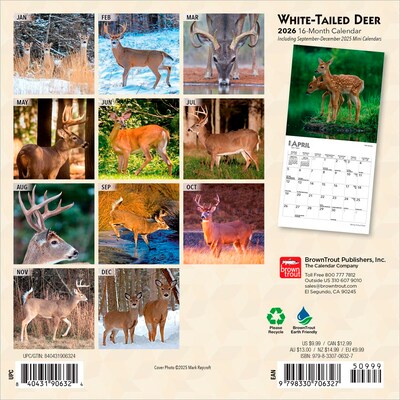 2026 BrownTrout White Tailed Deer 7 x 7 Monthly Wall Calendar (9798330706327)