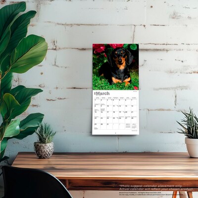 2026 BrownTrout Dachshunds 7" x 7" Monthly Wall Calendar (9798330703111)