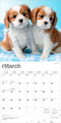 2026 BrownTrout Cavalier King Charles Spaniel Puppies 12" x 12" Monthly Wall Calendar (9798330702817)