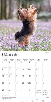 2026 BrownTrout Yorkshire Terriers 12" x 12" Monthly Wall Calendar (9798330706464)