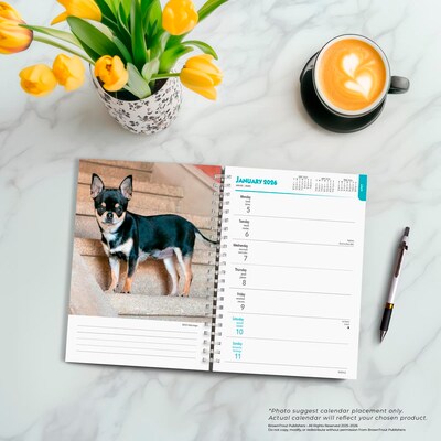 2026 BrownTrout Chihuahuas 6.5" x 7.75" Weekly Planner (9798330702930)