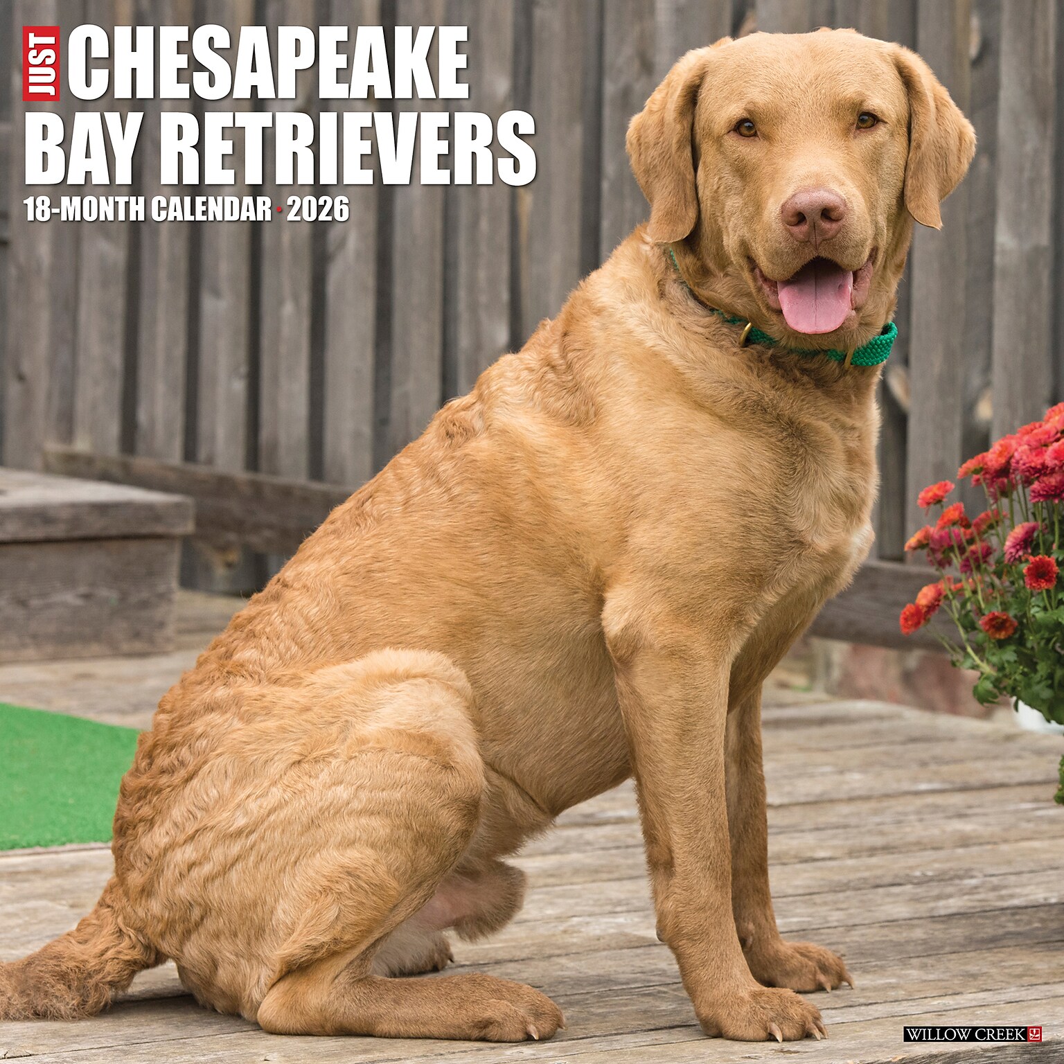 2026 Willow Creek Chesapeake Bay Retrievers 12 x 12 Monthly Wall Calendar (50668)