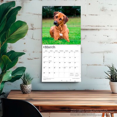 2026 BrownTrout Rhodesian Ridgebacks 12" x 12" Monthly Wall Calendar (9798330705337)