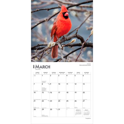2027 BrownTrout Songbirds 12" x 12" Monthly Wall Calendar (9798330712113)