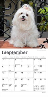 2026 BrownTrout Maltese 7" x 7" Monthly Wall Calendar (9798330704507)