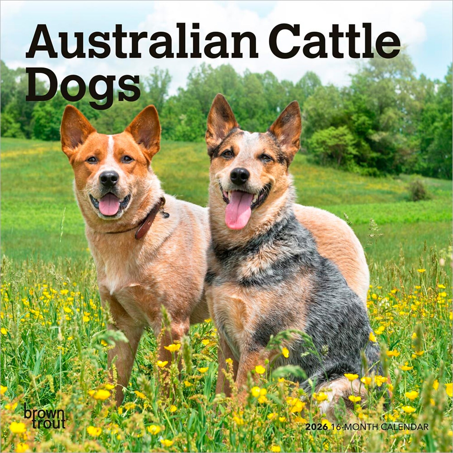 2026 BrownTrout Australian Cattle Dogs 7 x 7 Monthly Wall Calendar (9798330702183)