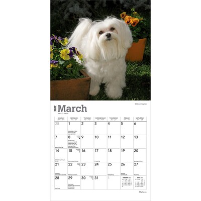 2027 BrownTrout Maltese 7" x 7" Monthly Wall Calendar (9798330710041)