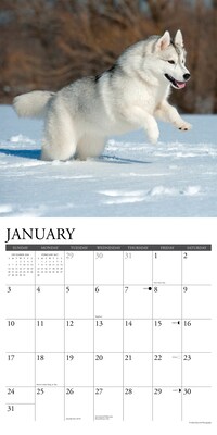 2027 Willow Creek Siberian Huskies 12" x 12" Monthly Wall Calendar, Assorted Colors (62333)
