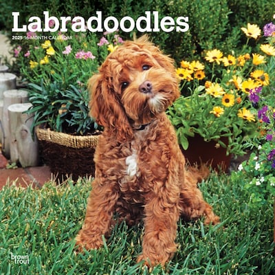 2025 BrownTrout Labradoodles 12 x 24 Monthly Square Wall Calendar, (9781975477295)