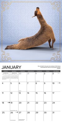 2026 Willow Creek Llama Yoga 12" x 12" Monthly Wall Calendar (55489)