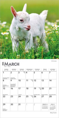 2026 BrownTrout Baby Goats 7" x 7" Monthly Wall Calendar (9798330702251)