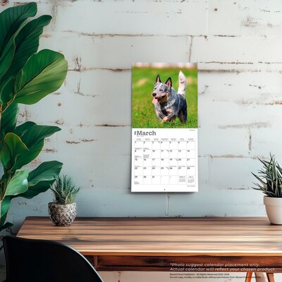 2026 BrownTrout Blue Heelers 7" x 7" Monthly Wall Calendar (9798330702510)