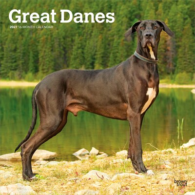2027 BrownTrout Great Danes 12 x 12 Monthly Wall Calendar (9798330714216)