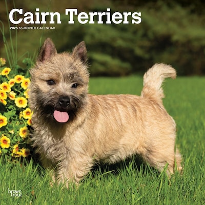 2025 BrownTrout Cairn Terriers 12 x 24 Monthly Square Wall Calendar, (9781975476779)