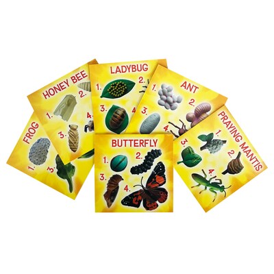 Insect Lore Life Cycle Figurines Set, 24 Pieces (ILP2205)