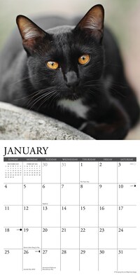 2026 Willow Creek Black Cats 12" x 12" Monthly Wall Calendar (50286)
