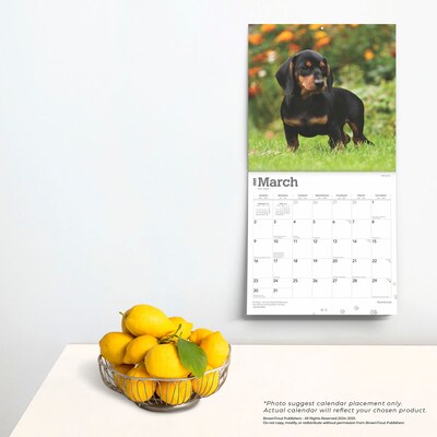 2025 BrownTrout Dachshunds 12" x 12" Monthly  Wall Calendar (9781975476915)