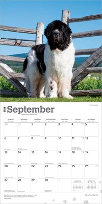 2026 BrownTrout Newfoundlands 12" x 12" Monthly Wall Calendar (9798330704903)