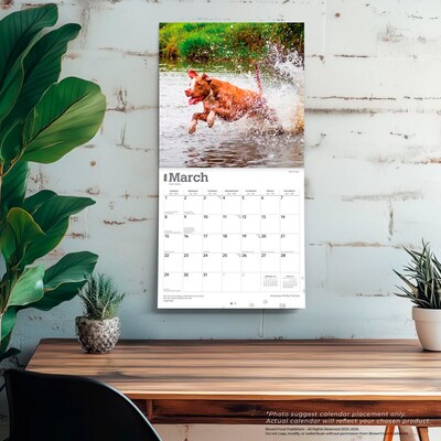 2026 BrownTrout American Pit Bull Terriers 12" x 12" Monthly Wall Calendar (9798330702091)