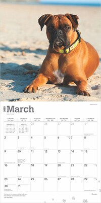 2025 BrownTrout Boxers International Edition 12" x 12" Monthly Wall Calendar (9781975474522)
