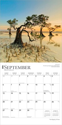 2026 BrownTrout The Majesty of Trees 12" x 12" Monthly Wall Calendar (9798330704491)