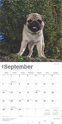 2025 BrownTrout Pug Puppies 12" x 12" Monthly Wall Calendar (9781975477561)