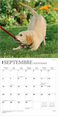 2026 BrownTrout Chiots 12" x 12" Monthly Wall Calendar (9798330707386)