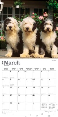 2026 BrownTrout Old English Sheepdogs 12" x 12" Monthly Wall Calendar (9798330704989)