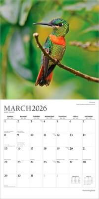 2026 Plato Hummingbirds 12" x 12" Monthly Wall Calendar (9798330706860)