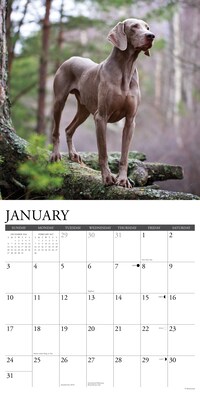 2027 Willow Creek 12" x 12" Monthly Wall Calendar, Assorted Colors (62845)