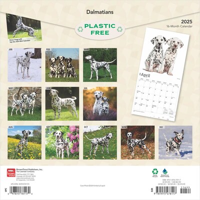 2025 BrownTrout Dalmatians 12 x 24 Monthly Square Wall Calendar, (9781975478117)