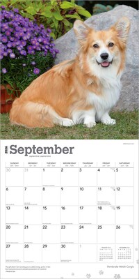 2026 BrownTrout Pembroke Welsh Corgis 12" x 12" Monthly Wall Calendar (9798330706242)