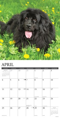 2027 Willow Creek Newfoundlands 12" x 12" Monthly Wall Calendar (61510)