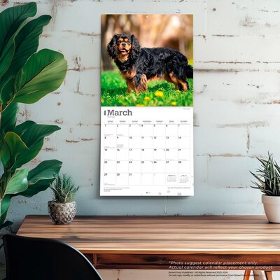 2026 BrownTrout Cavalier King Charles Spaniels 12" x 12" Monthly Wall Calendar (9798330702824)