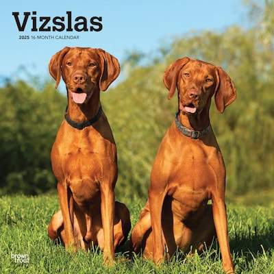 2025 BrownTrout Vizslas 12 x 12 Monthly Wall Calendar (9781975477936)