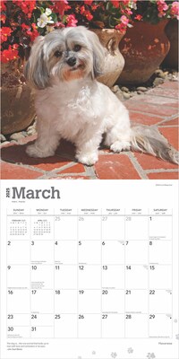 2025 BrownTrout Havanese 12" x 12" Monthly  Wall Calendar (9781975478162)