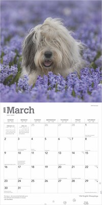 2025 BrownTrout Old English Sheepdogs 12" x 12" Monthly  Wall Calendar (9781975477486)