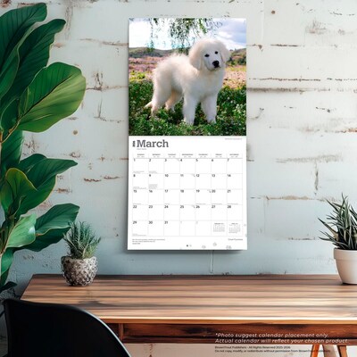 2026 BrownTrout Great Pyrenees 12" x 12" Monthly Wall Calendar (9798330703531)