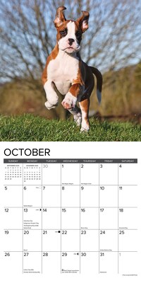 2025 Willow Creek Just Boxer Puppies 12" x 12" Monthly Wall Calendar, Multicolor (41932)