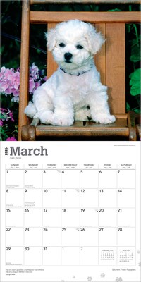 2026 BrownTrout Bichon Frise Puppies 12" x 12" Monthly Wall Calendar (9798330702435)