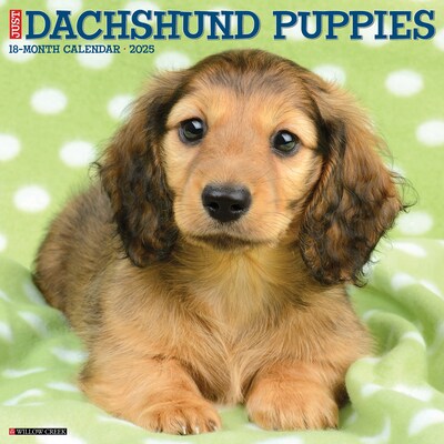 2025 Willow Creek Just Dachshund Puppies 12 x 12 Monthly Wall Calendar (42649)