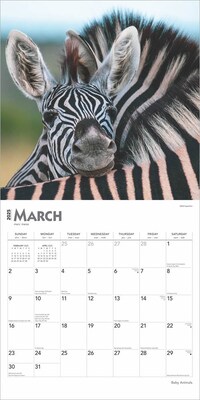 2025 BrownTrout Baby Animals 12" x 12" Monthly Square Wall Calendar (9781975476564)